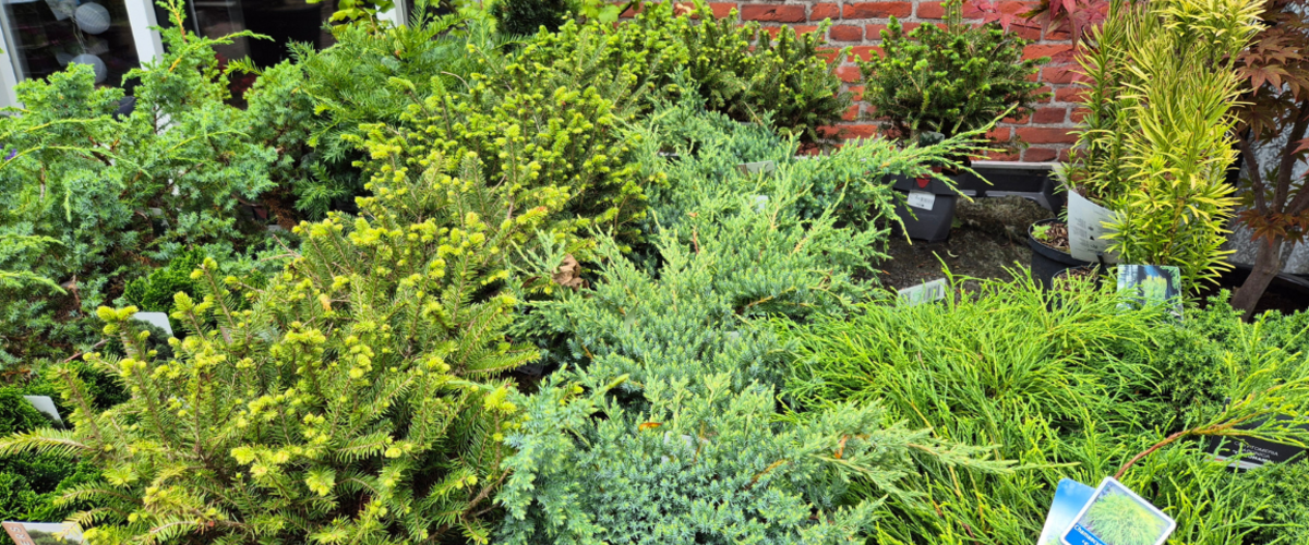 Alles voor een groene basis in de tuin
