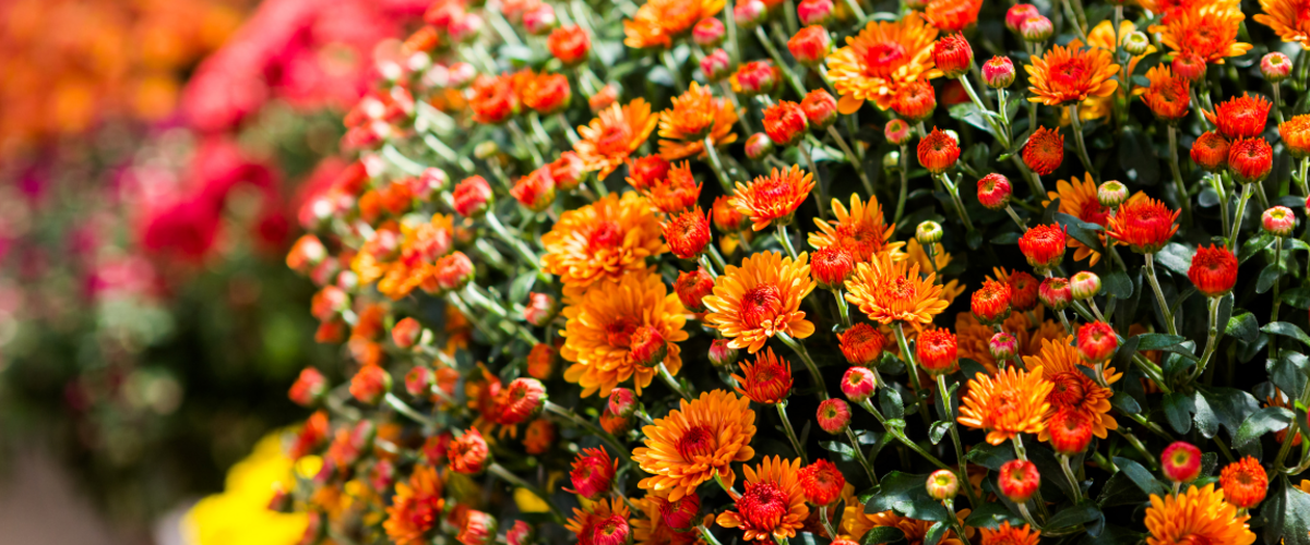 Herfst in de tuin!