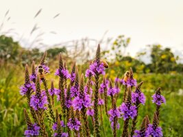 Inheemse planten